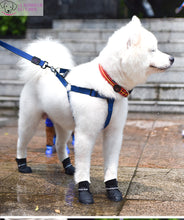 Charger l'image dans la galerie, Chaussures All-Time imperméables - Le bonheur du Chien
