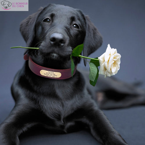 Collier en cuir personnalisable - Le bonheur du Chien